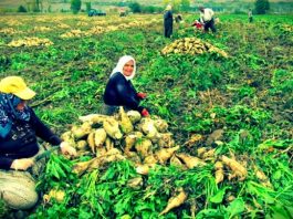 şeker fabrikalarını özelleştirmek faiz lobisi şeker lobisi şeker vatandır