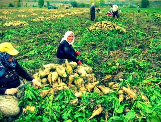 şeker fabrikalarını özelleştirmek faiz lobisi şeker lobisi şeker vatandır