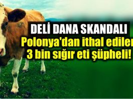 Deli dana skandalı: Polonya 3 bin hasta sığır eti ithal edilmiş