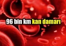 Neden iyi bir kan akışına ihtiyacınız var? kan damarı