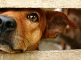 hayvanlar alemi insanlar