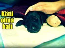 sakarya sapanca bacakları ayakları patileri kesilen köpek