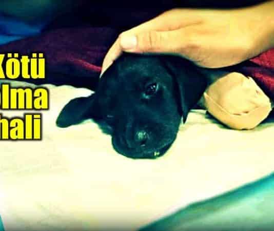 sakarya sapanca bacakları ayakları patileri kesilen köpek