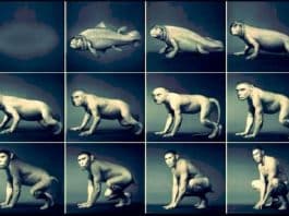 Evrim sadece bir teori ise neden bu kadar ciddiye alıyoruz ?