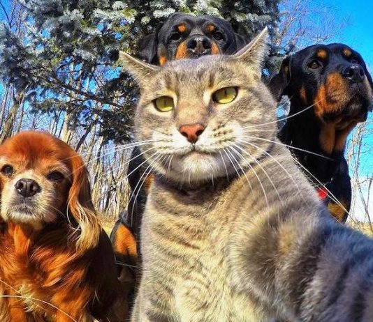 CHP mersin milletvekili Alpay Antmen hayvan hakları koruma kanunu teklifi