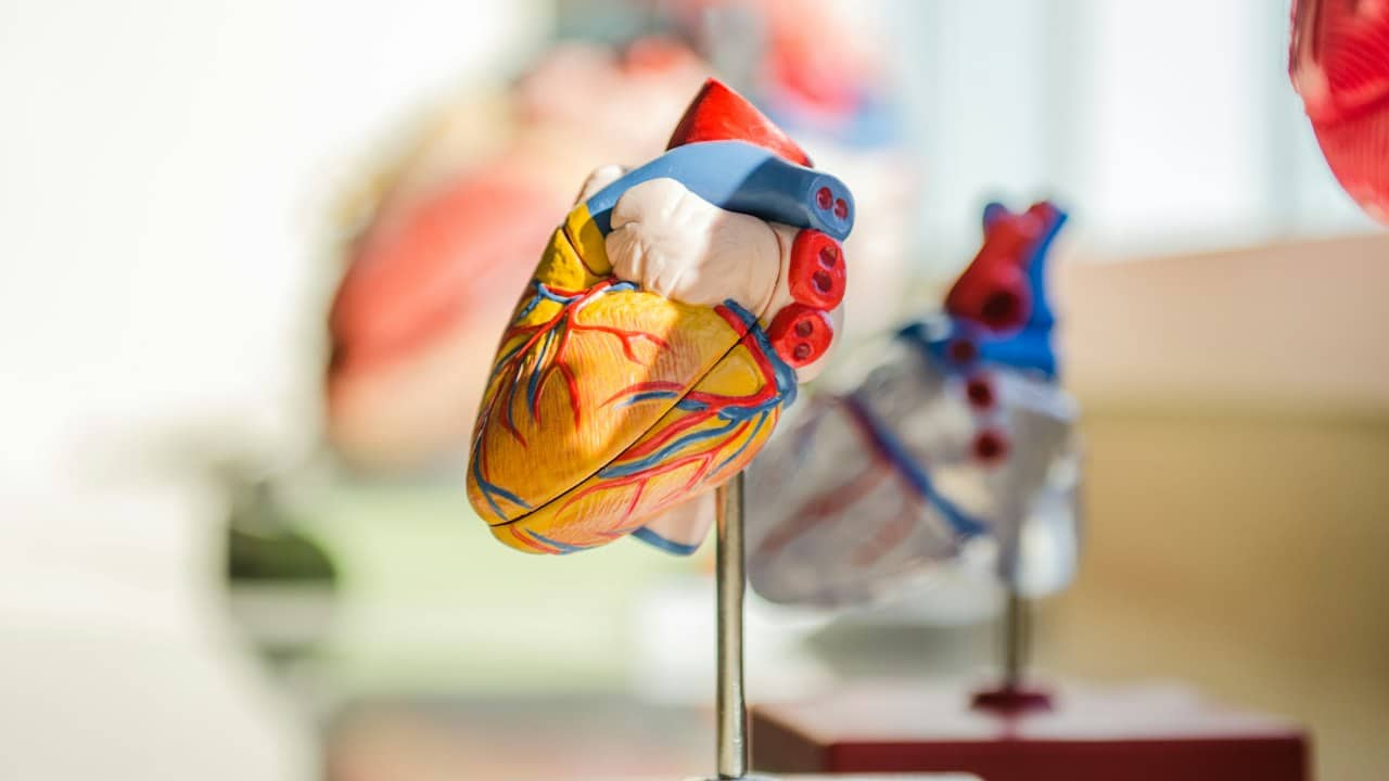 Anatomik kalp modeli