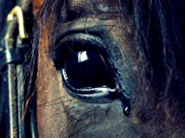 Büyükada faytona son, atlara özgürlük buluşması