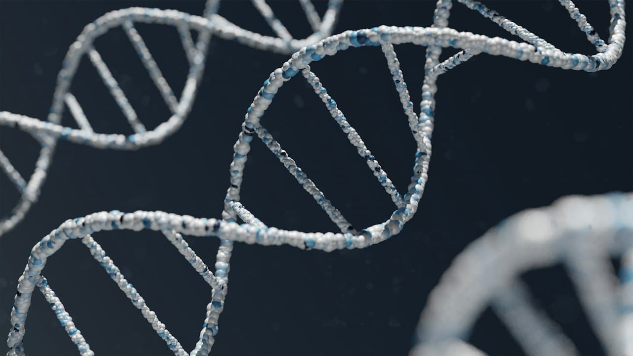 DNA çift sarmalı
