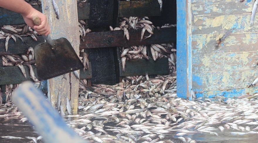 Hatay Samandağ binlerce balık telef oldu