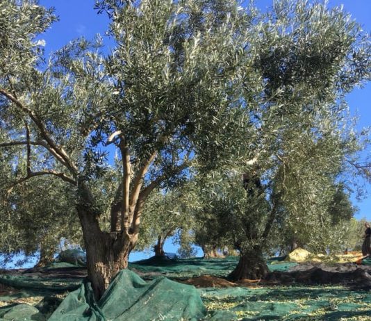gülpınar zeytin şenliği