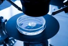 Elektrik aktivasyonu Kısırlık