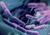 Probiyotikler: Bağırsak dostu iyi bakteriler