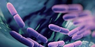 Probiyotikler: Bağırsak dostu iyi bakteriler