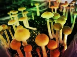 Sihirli mantar (magic mushroom) yasallaşıyor mu?