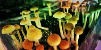 Sihirli mantar (magic mushroom) yasallaşıyor mu? Sihirli mantar (magic mushroom) yasallaşıyor mu?