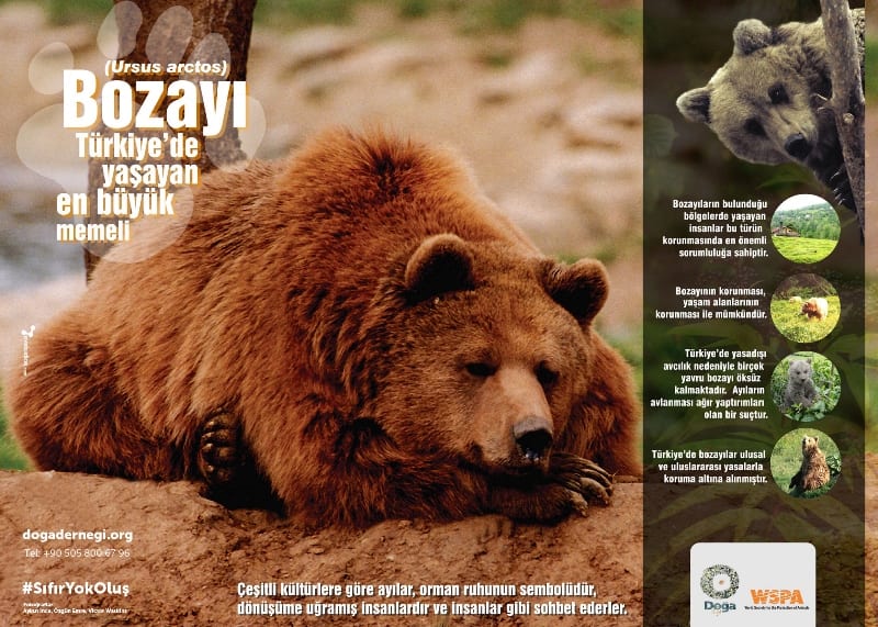 Bozayılar (Ursus arctos) Türkiye Doğa Derneği