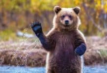 Bozayılar (Ursus arctos) Türkiye Doğa Derneği