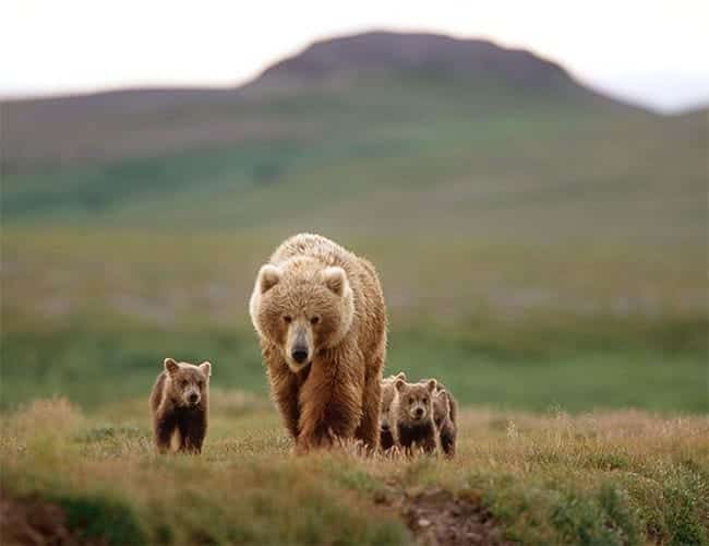 Bozayılar (Ursus arctos) Türkiye Doğa Derneği