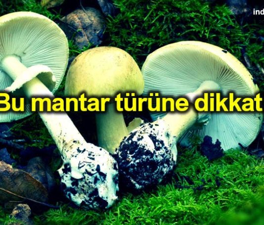 Mantar zehirlenmesi belirtileri neler?