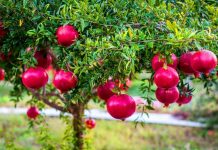 Nar faydaları: Antosiyanin özelliği ile kanseri önlüyor! Nar faydaları: Antosiyanin özelliği ile kanseri önlüyor!