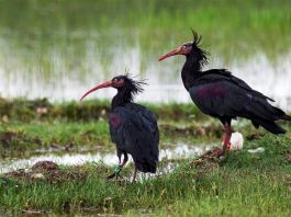 Nesli tükenen kelaynakların korunmasında tarihi başarı