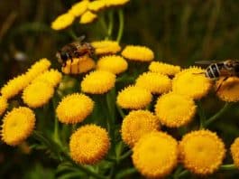Monokültürel endüstriyel tarım doğal yaşamı yok ediyor