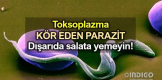 Toksoplazma: Kör eden parazit! Dışarıda salata yemeyin!