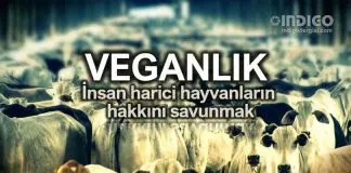 Veganlık: İnsan harici hayvanların hakkını savunmak Veganlık: İnsan harici hayvanların hakkını savunmak