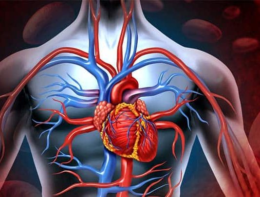 Damarlar ve kan dolaşımı hakkında 10 ilginç bilgi