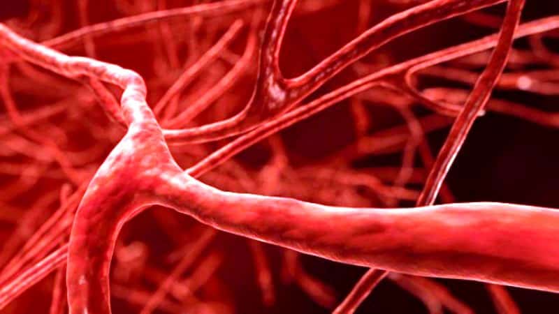 Damarlar ve kan dolaşımı hakkında 10 ilginç bilgi varis