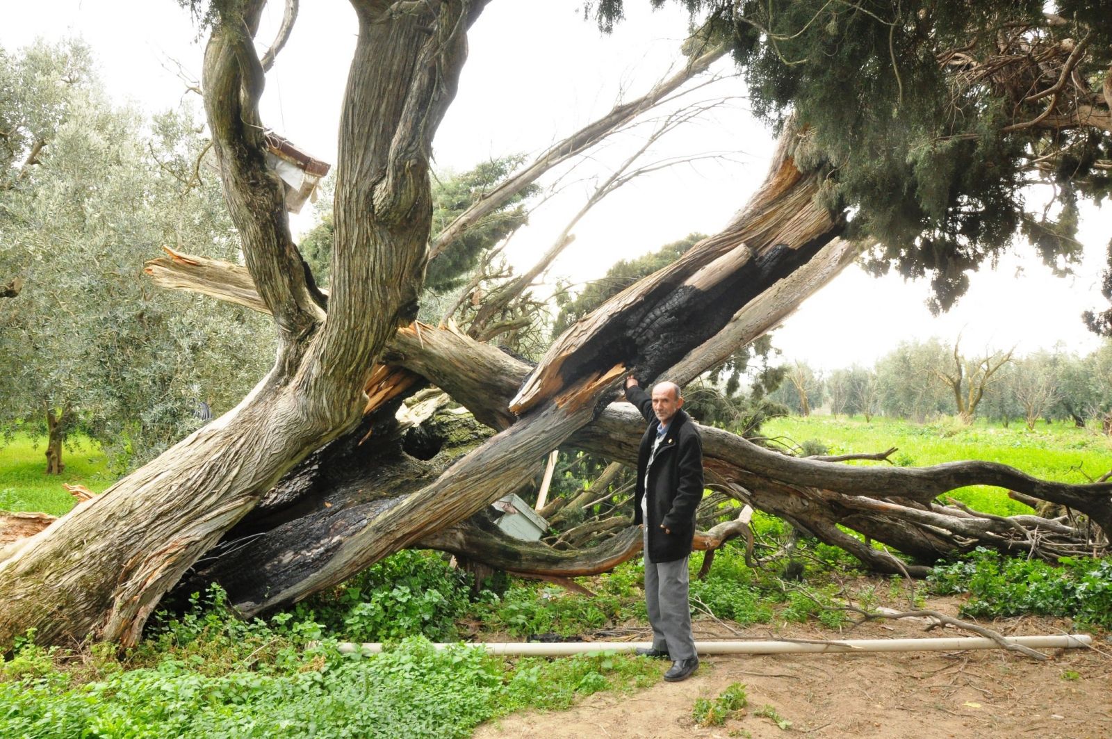 Bursa İznik 700 yıllık servi ağaçlarını yakıp kestiler