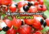 Guarana nedir? Metabolizma hızlandıran yağ yakıcı besin Guarana nedir? Metabolizma hızlandıran yağ yakıcı besin
