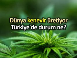 Dünyanın devleri kenevir üretiyor: Türkiye de durum ne?