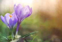 Bahar Ekinoksu’na girerken: Özlerin toplanması üzerine bahar ekinoksu