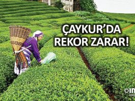 ÇAYKUR bir yılda 657 milyon TL zarar ile rekor kırdı!