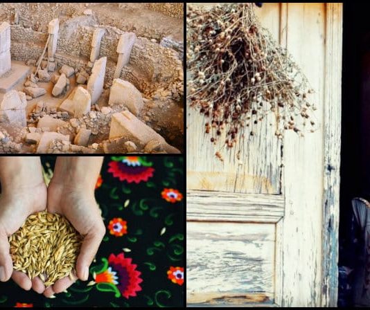 Siyez buğdayı kabukta bir zaman yolcusu belgeseli: Göbeklitepe 10 bin yıllık miras tohum