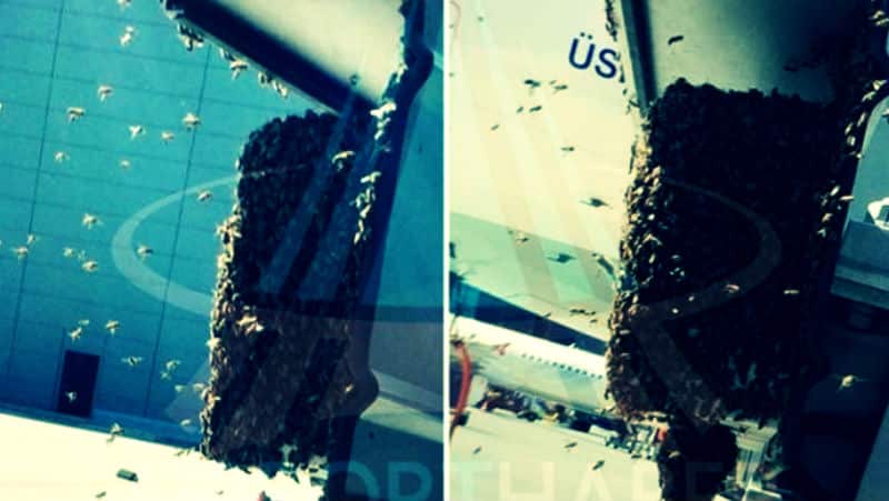 İstanbul Havalimanı arılar bastı!