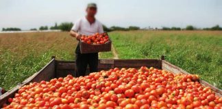 Ukrayna, Türkiye'den giden 38 ton domatesi geri gönderdi