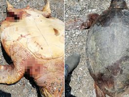 Antalya da 2 caretta caretta bıçaklanıp vurarak öldürüldü