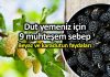 Dut yemeniz için 9 neden: Beyaz ve karadut faydaları Dut yemeniz için 9 neden: Beyaz ve karadut faydaları