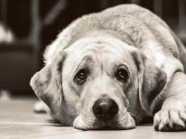 Köpeklerin yüz kaslarının insanlara üzgün görünmek için evrimleştiği keşfedildi