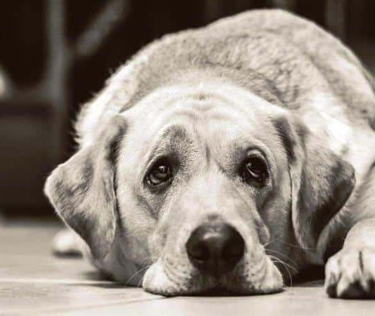 Köpeklerin yüz kaslarının insanlara üzgün görünmek için evrimleştiği keşfedildi