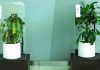 Pozitif dil, pozitif davranışlar: Şaşırtıcı sonuçlar! Pozitif dil, pozitif davranışlar dubai ikea plants bullying