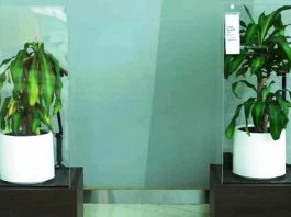 Pozitif dil, pozitif davranışlar dubai ikea plants bullying