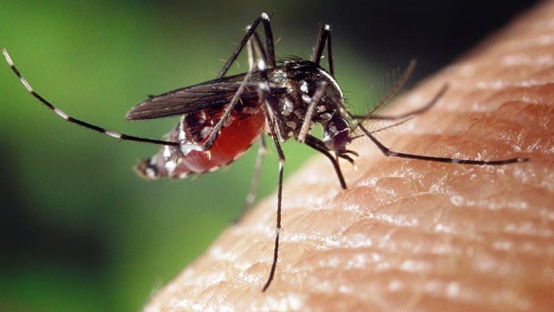 Bilim insanları sivrisinekleri yok edecek yöntem geliştirdi
