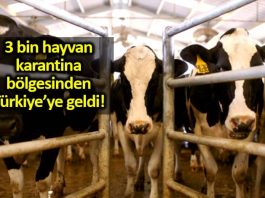 Karantina bölgesinden gelen 3 bin canlı besi hayvanı Türkiye'de!