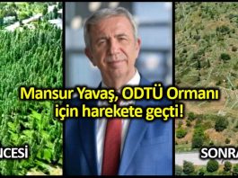 Mansur Yavaş ODTÜ ormanı ağaç katliamını önlemek için devreye girdi!