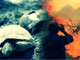 Ormanlar rant için mi yakılıyor? Ağaçlandırılacak alanlarda oteller yükseliyor!