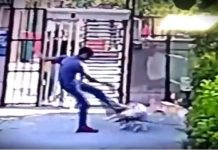 Küçükçekmece’de pitbull dehşeti Küçükçekmece de pitbull dehşeti