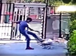 Küçükçekmece de pitbull dehşeti